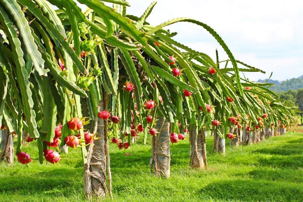 Dragon fruit plantation, family-owned since 1954